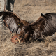Gotcha! (Photo: Dennis Schroeder/National Renewable Energy Lab)